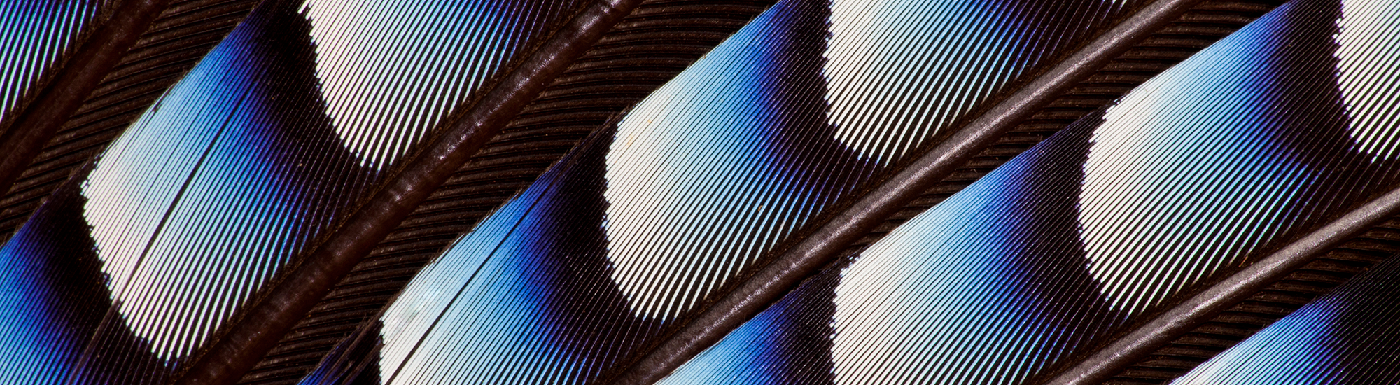 Perpetual Diversified Real Return Fund